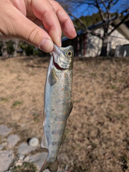 ウキ釣りで数稼ぎ